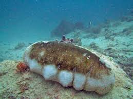 Guide Complet des Concombres de Mer dans l'Industrie Pharmaceutique