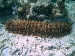 Thelenota Ananas Extract Ready