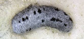 Holothuria Nobilis Pharma Grade