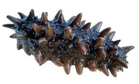 Stichopus Japonicus Bio